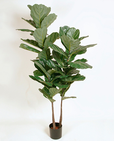 1235-180 Fiddle Leave 180cm